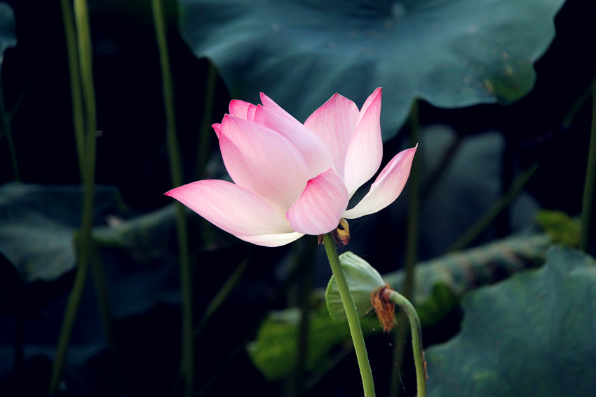 荷（刘~1.JPG